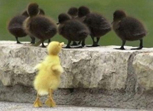 megkülönböztetés