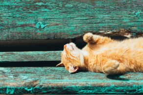 Red kitten cat sleeps on a bench in park